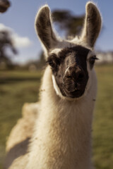 Obraz premium close up of a black and white llama