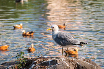 Seagull sits on stone cliff at the sea shore