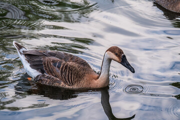 Swan Goose, Anser cygnoides,swiming in lake water