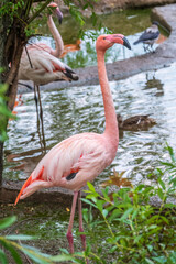 The greater flamingo, Phoenicopterus roseus, standing in water on lake shore.