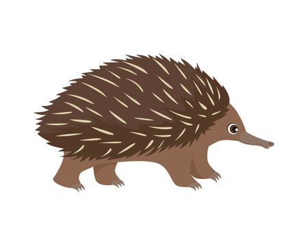 Cute cartoon Echidna isolated on white background. Vector illustration of  Australian animal in cartoon flat style.