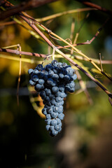 Grapes ready-to-pick in Autmn