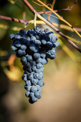 Grapes ready-to-pick in Autmn
