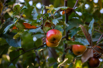 Red apples in autumn time ready to be pick