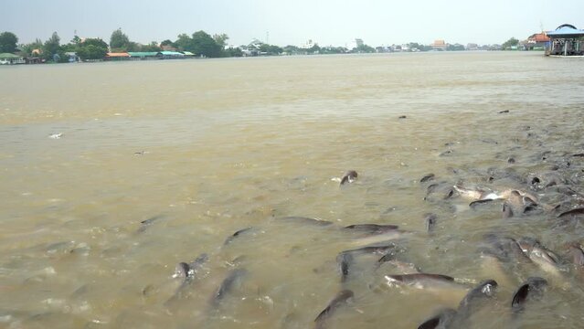 Many fishes that live in the Chao Phraya River. They were waiting to receive food in front of the temple. From a philanthropist, Thailand 2022-10-30