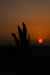 Silhouette grass plant and sunset photo of round sun