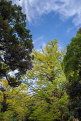 10月にイチョウが鮮やかに色づいている