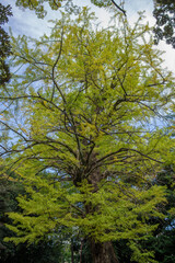 Fototapeta premium 10月にイチョウが鮮やかに色づいている