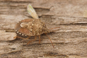Closeup on a distinctive small brown New Forest Shieldbug, Eysarcoris aeneus