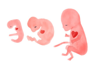 妊娠初期の赤ちゃんの成長過程