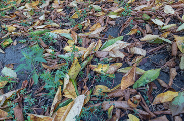 A few yellow leaves fallen to the ground in autumn