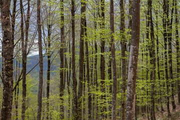 Fototapeta na wymiar undergrowth landscape with trees landscape