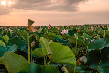 Sunrise in the field of lotuses, Pink lotus Nelumbo nucifera sways in the wind. Against the background of their green leaves. Lotus field on the lake in natural environment.