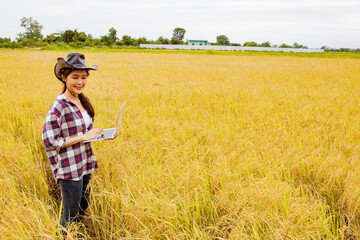 Naklejka na ściany i meble Asian woman farmer working in a hat stands inspecting the crops of a mature rice field using state of the art laptop to analyze and collect summer rice varieties smiling happily : Agribusiness concept
