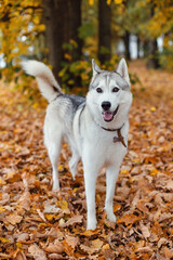 Siberian Husky on a walk in the autumn park