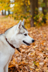 portrait of a siberian husky in profile
