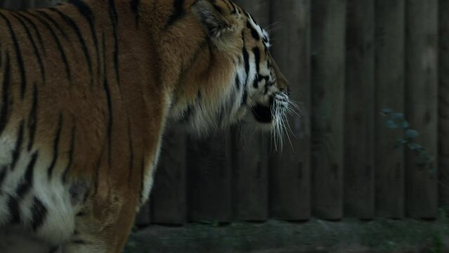 4k120 fps super slow motion video of big male Siberian tiger, panthera tigris altaica walking in forest, hunting in national park in morning sun rays, filmed on Nikon z9 high quality 8k camera