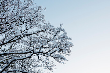 Fototapeta na wymiar snow covered branches of trees against sky