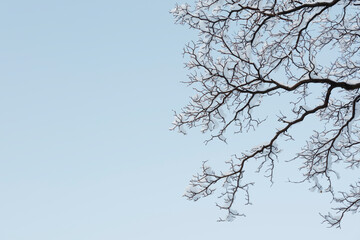snow covered branches of trees against sky