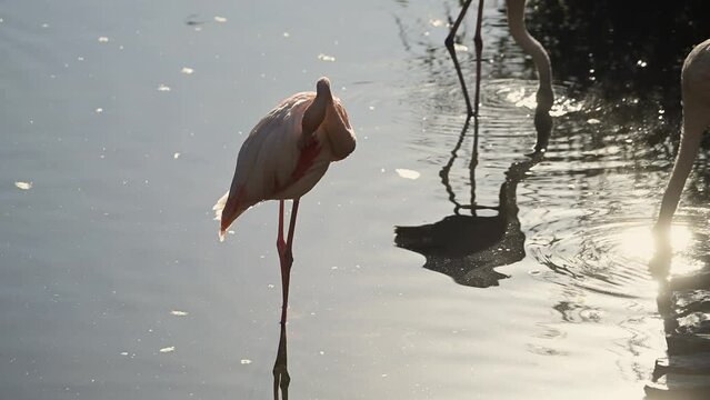 flock of Pink flamingos at sunrise rays in pink wild lake at national park. 4K high quality super slow motion video filmed on high speed camera Nikon z9 