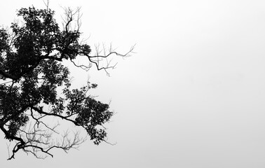 Tree branch in black and white silhouette against clear sky. Copy space artwork.