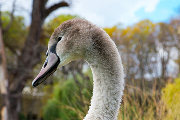 portrait of a young gray swan on the park background