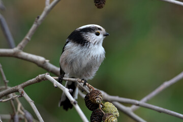 Schwanzmeise // Long-tailed tit (Aegithalos caudatus europaeus)