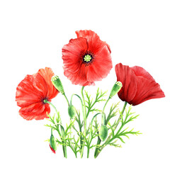 Red colorful poppy flower composition, watercolor illustration isolated on white background