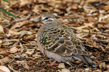 Common Bronzewing in Western Australia