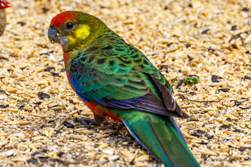 Western Rosella in Western Australia