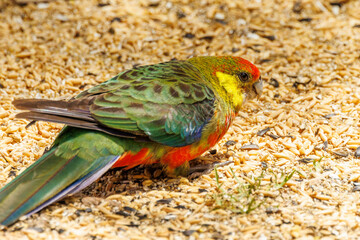 Western Rosella in Western Australia