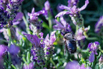 Carpenter bee in lavender