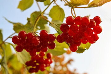 Kalina. Branch of red viburnum in the garden. Berries and leaves outdoors in autumn. A bouquet of red berries photographed on a sunny day. Autumn.