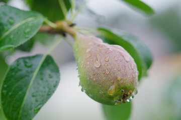 Red pear with dew drops on a branch, close up, copy space. Shallow depth of field. 