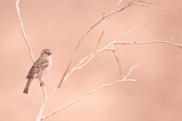 Sparrow - Tataouine region - Southern Tunisia