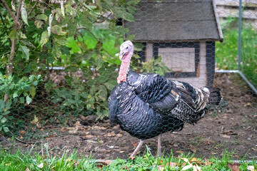 turkey chicken behind a fence and in the background it's house