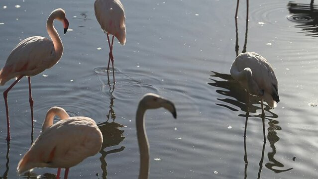 flock of Pink flamingos at sunrise rays in pink wild lake at national park. 4K high quality super slow motion video filmed on high speed camera Nikon z9 