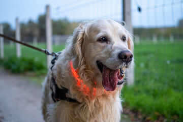 golden retriever portrait at night with a led light. visability for a dog. happy dog walk