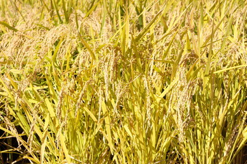 秋の田んぼ稲穂