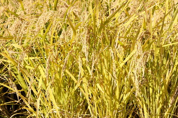 秋の田んぼ稲穂