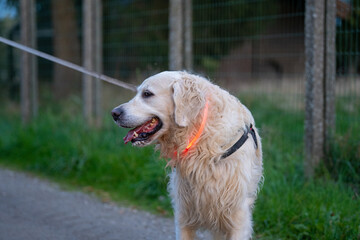 golden retriever portrait at night with a led light. visability for a dog. happy dog walk