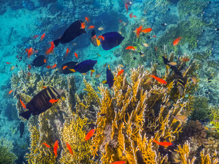 different colorful fishes between corals in the sea while diving