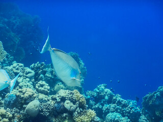 Fototapeta na wymiar nose surgeon fish swims between corals in deep blue