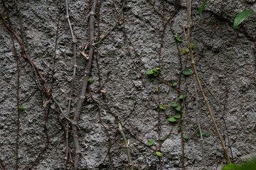Close up Green Creeper on the Rustic Gray Wall