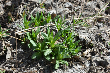 Spring pleasant and cute flowers, small phlox bushes with green leaves growing under the sun