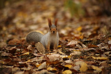 cute squirrel sitting in grass and yellow leaves in autumn park