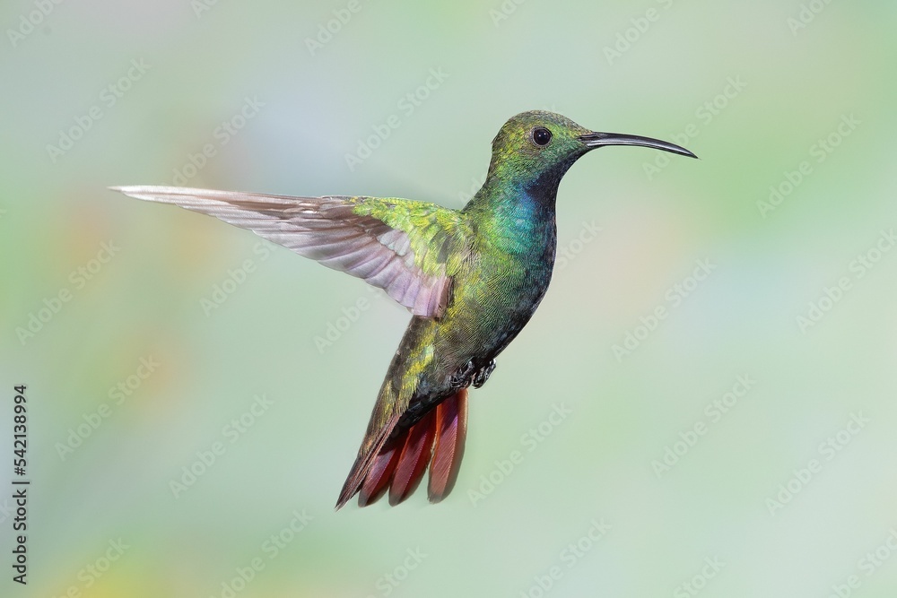 Canvas Prints Closeup of an adorable hummingbird hovering in the air