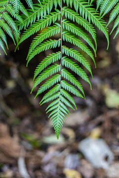 A ponga fern frond points downward in front of the ground