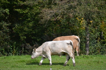Two cows in the pasture looking for food