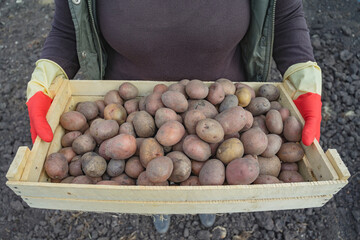 Planting potatoes, wooden box with potatoes. Woman in rubber gloves holds a box of potatoes in his hands, preparing for planting